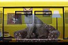 S-Bahn Wagen Skytrain
