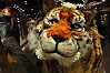 Schaufenster-Tiger
